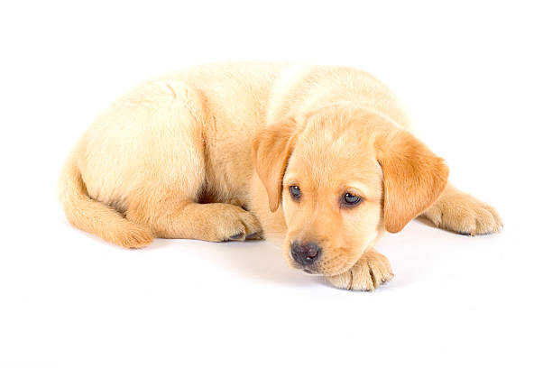istock Puppy Labrador retriever on white background 92247986
