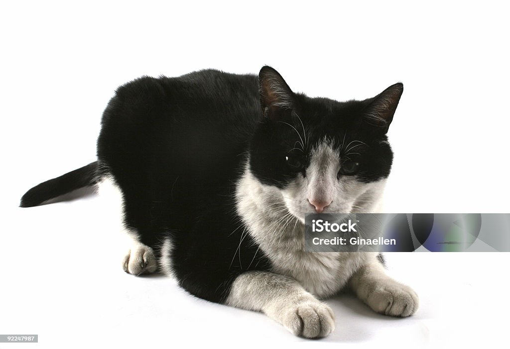 Süße Katze - Lizenzfrei Blick in die Kamera Stock-Foto