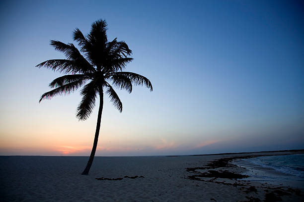 istock Isolated Palm Tree in the Bahamian Sunset 92248018