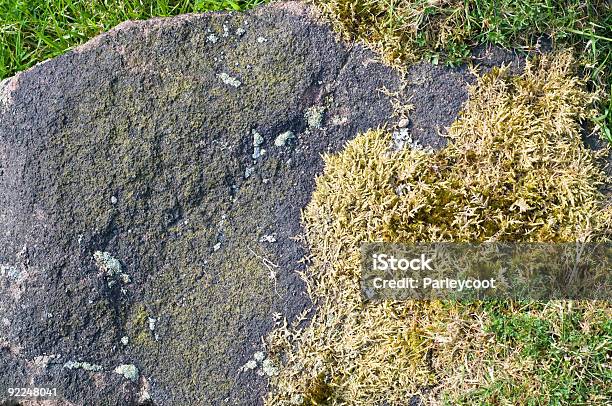 Líquen Numa Gritstone Rock - Fotografias de stock e mais imagens de Alga - Alga, Ao Ar Livre, Europa - Locais geográficos
