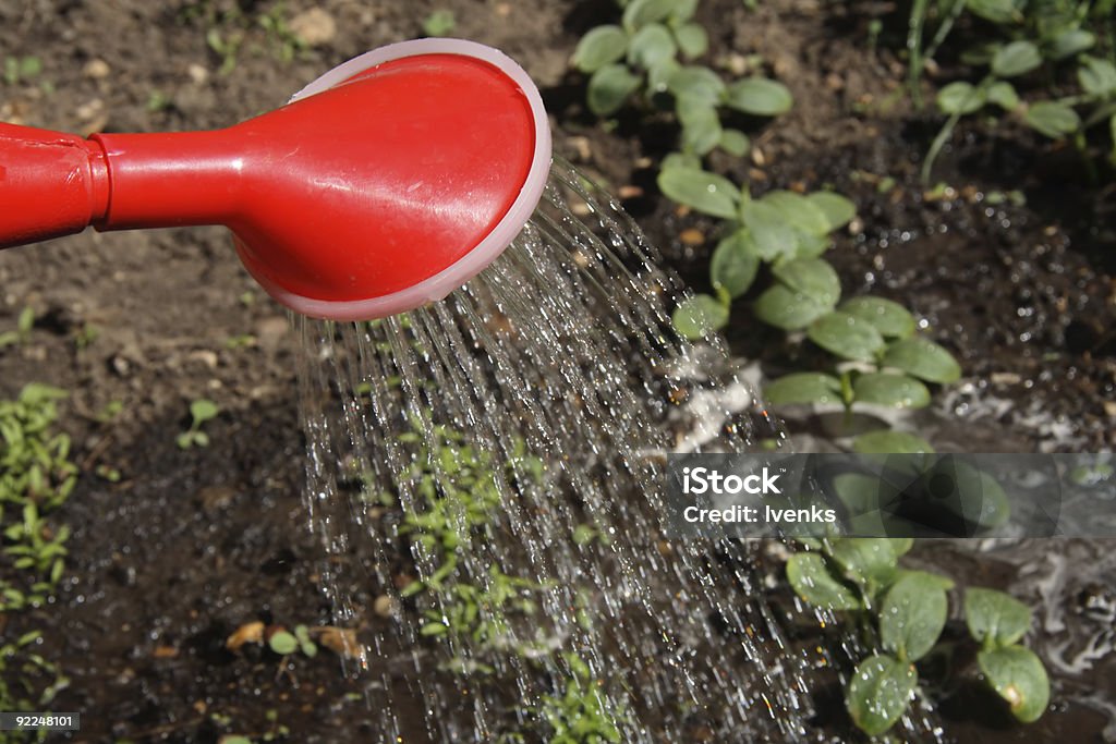 Versare Annaffiare nuovo verde primavera estate - Foto stock royalty-free di Acqua