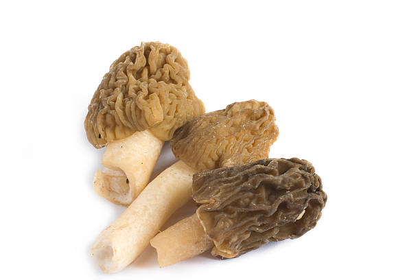 morels - morel mushroom edible mushroom food bizarre zdjęcia i obrazy z banku zdjęć