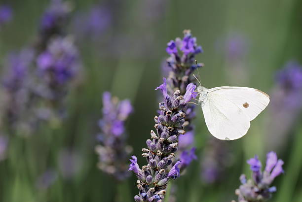 istock Lavender flowers with Small White butterfly 92248227