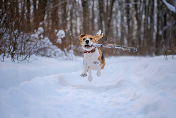 istock Beagle dog runs and plays in the winter forest 922482420