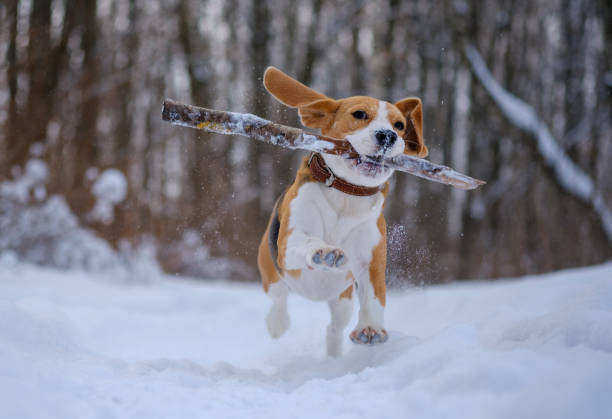 istock Beagle dog runs and plays in the winter forest 922482432