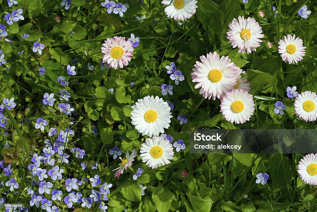 meadow の花 - カラー画像のロイヤリティフリーストックフォト