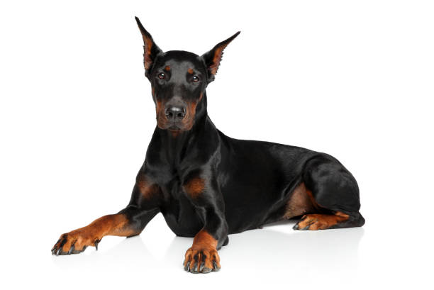 istock Young Doberman graceful lying on a white background 922485894