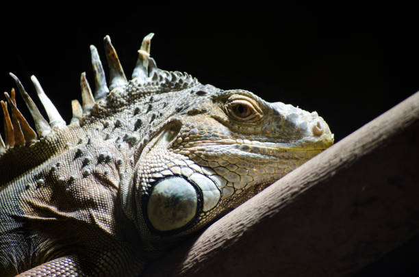 Huge adult iguana resting in the zoo's terrarium Huge adult iguana resting in the zoo's terrarium. Wild nature. giant bearded dragon stock pictures, royalty-free photos & images