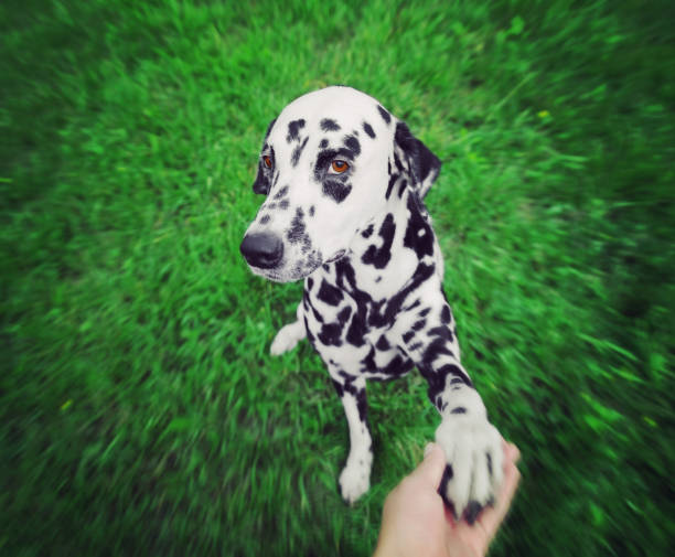 Cute dalmatian dog gives paw to the owner stock photo