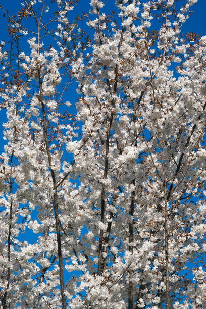istock Princeton Snowcloud sargent cherry flowers 922486262