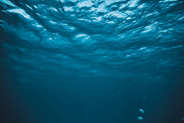 fondo submarino - subacuático fotografías e imágenes de stock