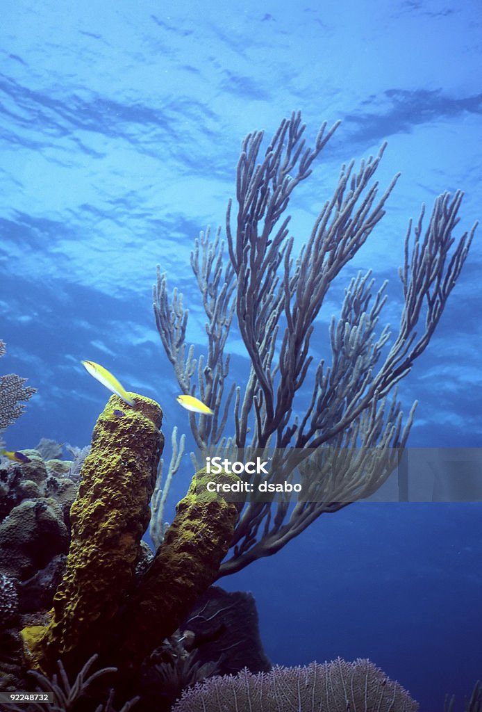 Caribe peu reef - Photo de Au fond de l'océan libre de droits