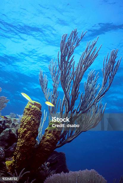 Photo libre de droit de Caribe Peu Reef banque d'images et plus d'images libres de droit de Au fond de l'océan - Au fond de l'océan, Biodiversité, Biologie