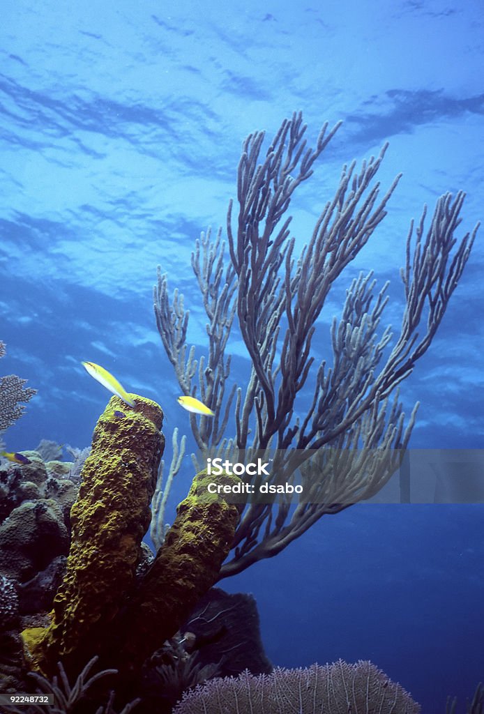 Caribe shallow reef  Aquatic Mammal Stock Photo