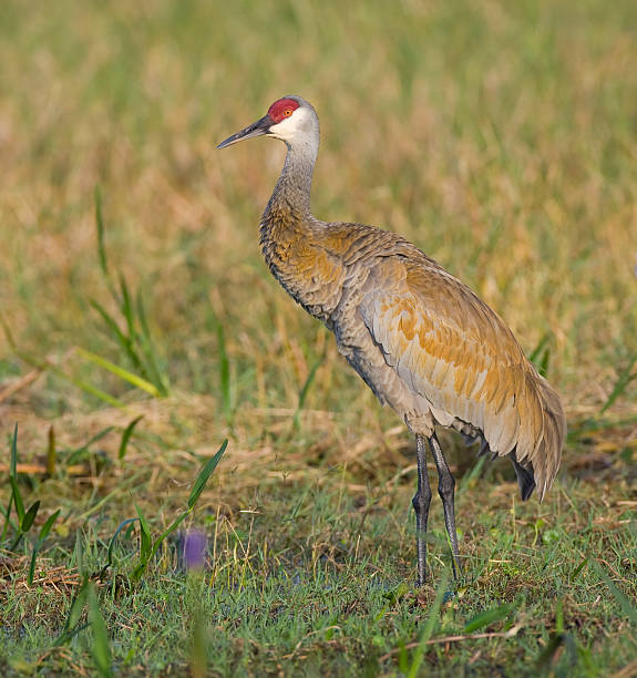 istock Sandhill Crane standing in natural environment 92248900