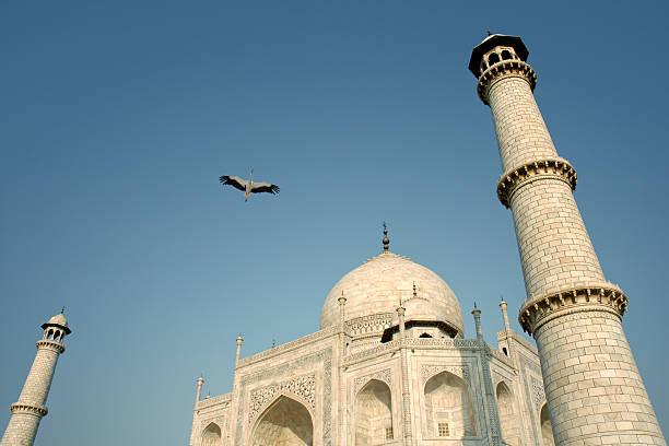 A White Stork circling round the Taj Mahal in India.