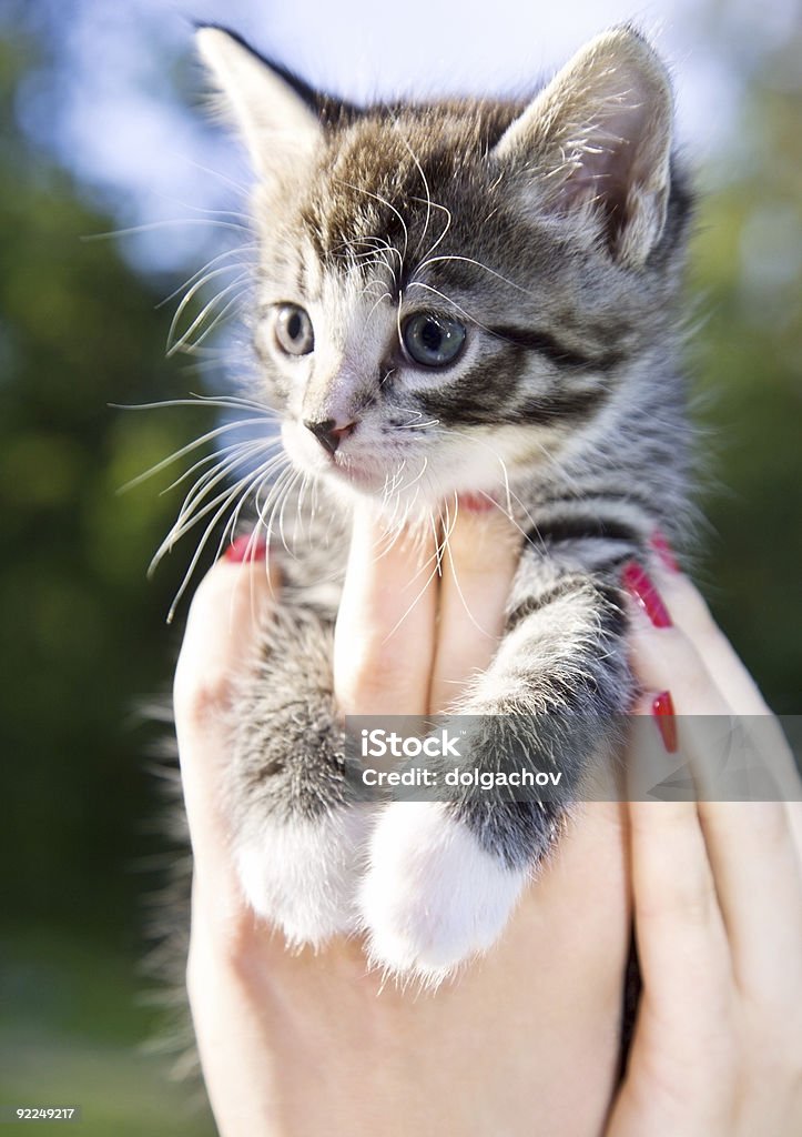 little one  Domestic Cat Stock Photo