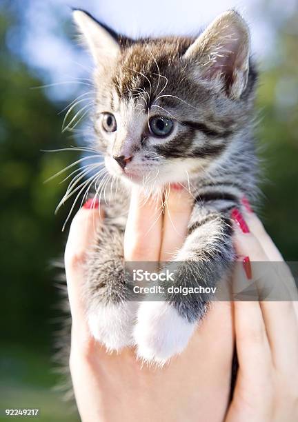 Little One Stock Photo - Download Image Now - Domestic Cat, Embracing, Holding