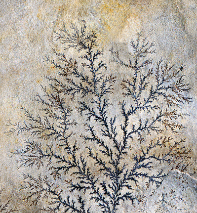 I found this amazing natural pattern on a flat piece of rock, a fractal branching like a tree in miniature. It seems to have been created by a darker liquid seeping in between two layers.