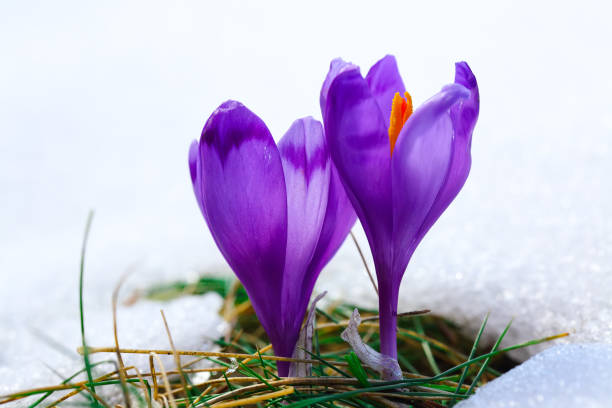 istock Purple crocus flowers in snow awakening in spring 922496140