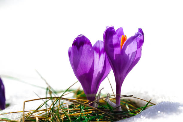 istock Purple crocus flowers in snow awakening in spring 922496142