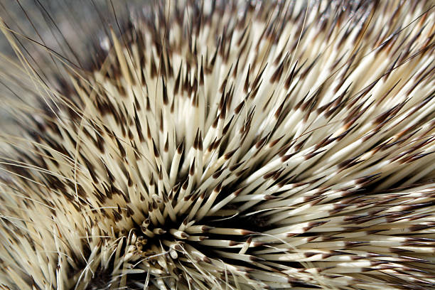 Porcupine Quill Stock Photo - Download Image Now - Porcupine