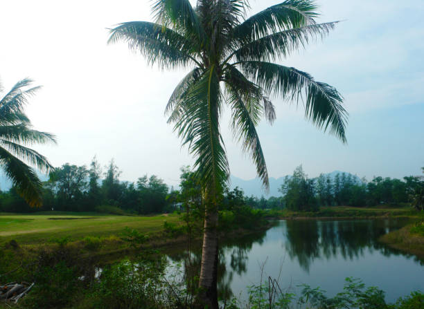 Beautiful scenery with palm tree reflections in the water on a Golf Course in sunny Thailand