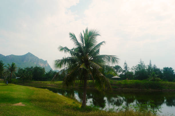Beautiful scenery with palm tree reflections in the water on a Golf Course in sunny Thailand