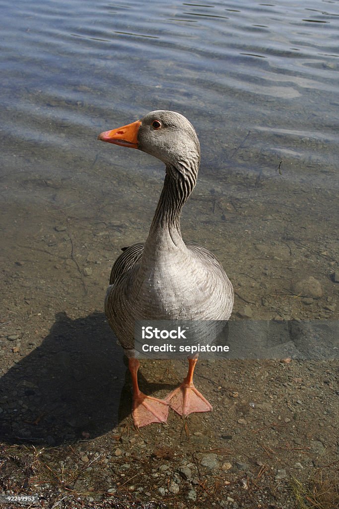 Goosey Gander Stock Photo - Download Image Now - Animal, Animal Wildlife,  Animals In The Wild - iStock