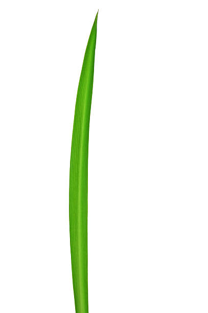 Picture of green grass with a white background Macro of a long grass blade, isolated on white background. extreme close up of blades of grass stock pictures, royalty-free photos & images