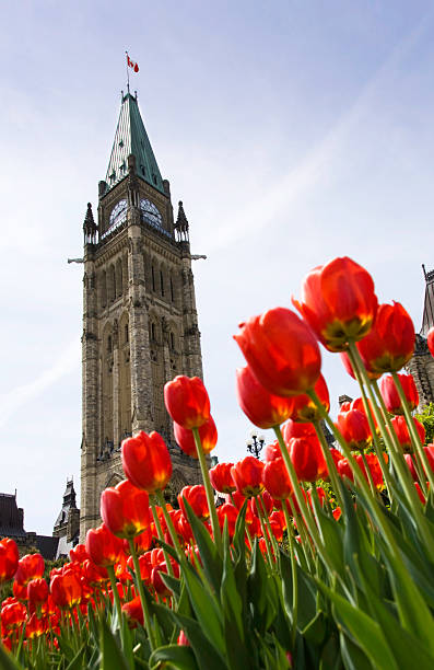 istock Tulips and the Ottawa Parliament Tower 92250142