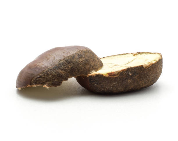 istock Raw edible Chestnut isolated on white 922503334