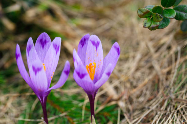 violeta flores de crocus en nieve despertar en primavera - harbinger fotografías e imágenes de stock