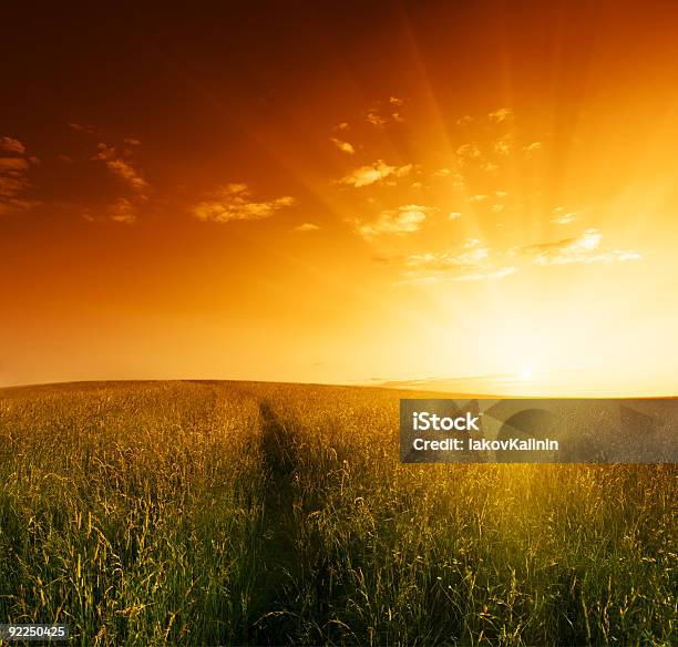 Campo De Relva - Fotografias de stock e mais imagens de Amarelo - Amarelo, Ao Ar Livre, Beleza natural