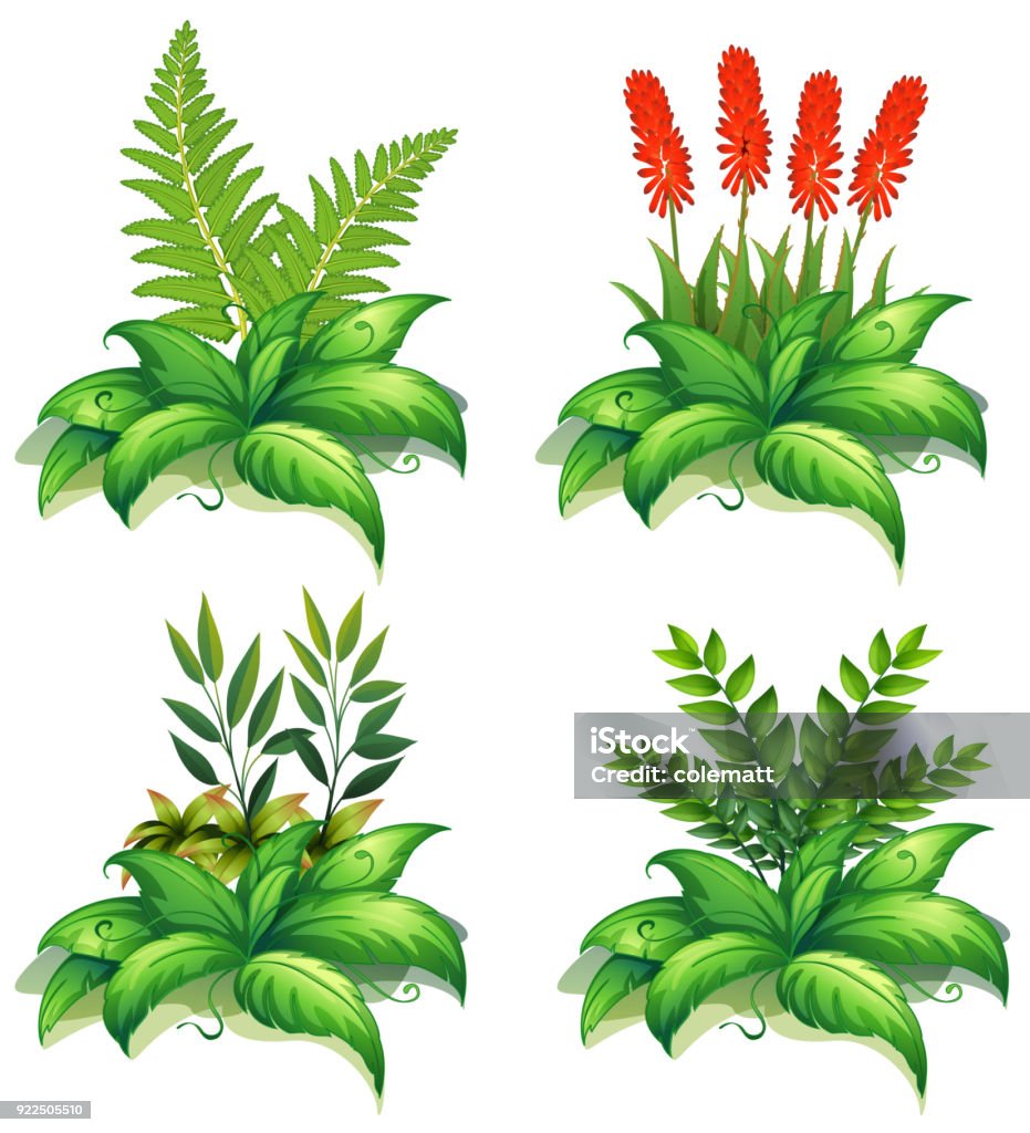 Bepalen Ongehoorzaamheid thee Vier Soorten Planten Op Witte Achtergrond Stockvectorkunst en meer beelden  van Afbeelding - Afbeelding, Blad, Bloem - Plant - iStock