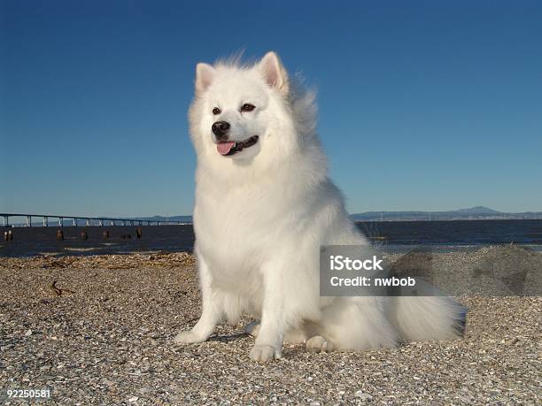 Photo libre de droit de American Chien Du Groenland banque d'images et plus d'images libres de droit de Culture américaine - Culture américaine, États-Unis, Spitz américain