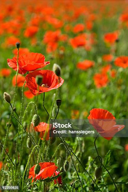 Foto de Red Poppies e mais fotos de stock de Agricultura - Agricultura, Azul, Beleza natural - Natureza