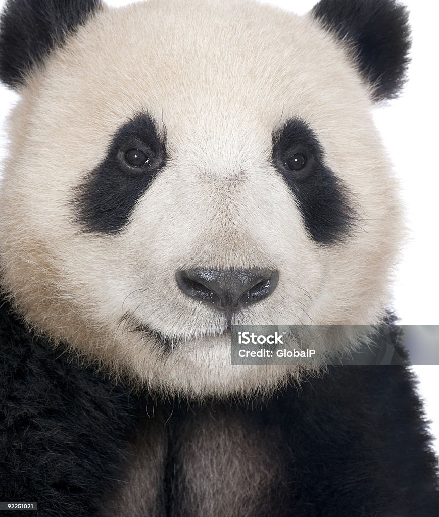 Giant Panda (18 months)  Animal Stock Photo