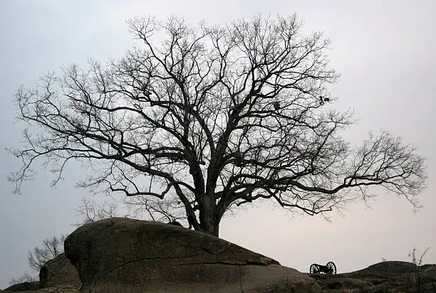 Photo of civil war tree