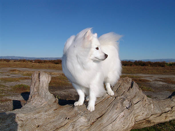 American Eskimo Dog stock photo