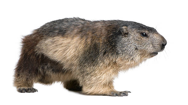 Alpine Marmot (4 years old)  groundhog stock pictures, royalty-free photos & images