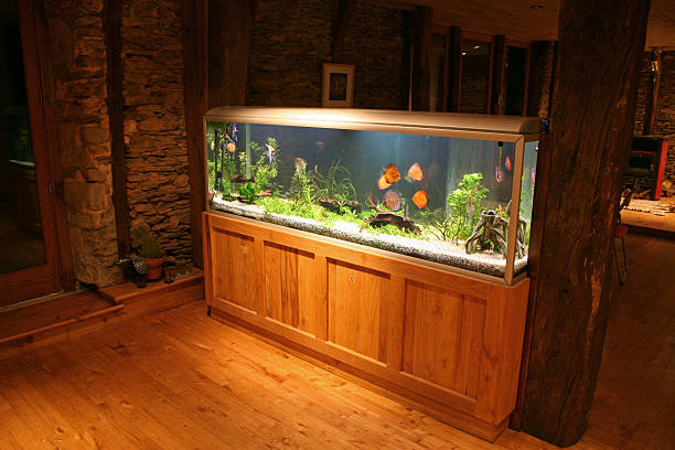 lighten fish tank in house stock photo