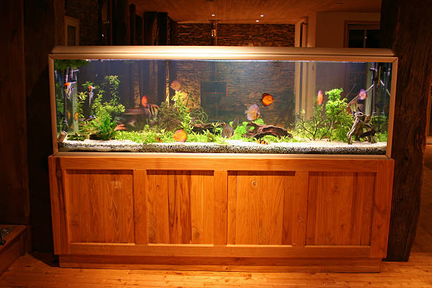 밝기 어항 만들진 하우스 - fish tank 뉴스 사진 이미지