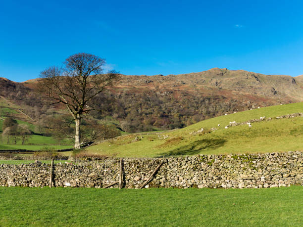 istock Sheep in field, Lake District National Park, UK 922512442