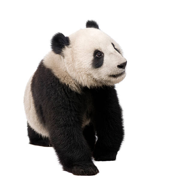 istock Giant Panda (18 months) - Ailuropoda melanoleuca 92251435