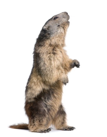 Alpine Marmot (4 years old) in front of a white background.