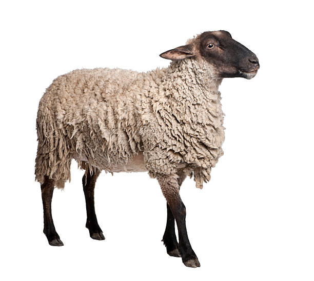 istock Side view of a Suffolk sheep (6 years old) 92251535