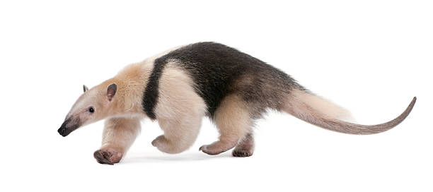 camisa oso hormiguero-tamandua tetradactyla - anteater fotografías e imágenes de stock