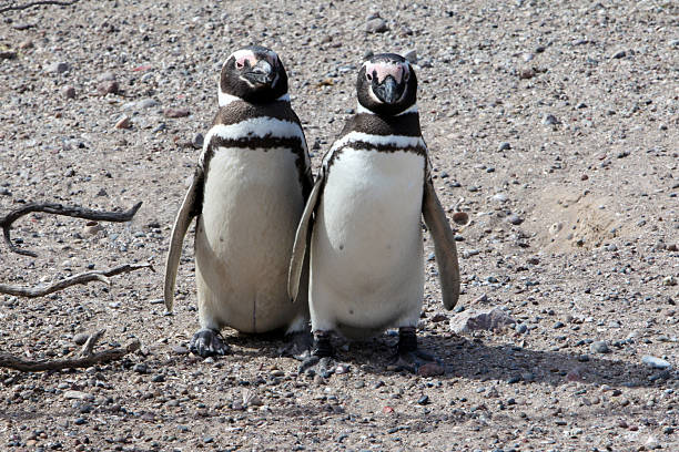 buddies  punta tombo stock pictures, royalty-free photos & images