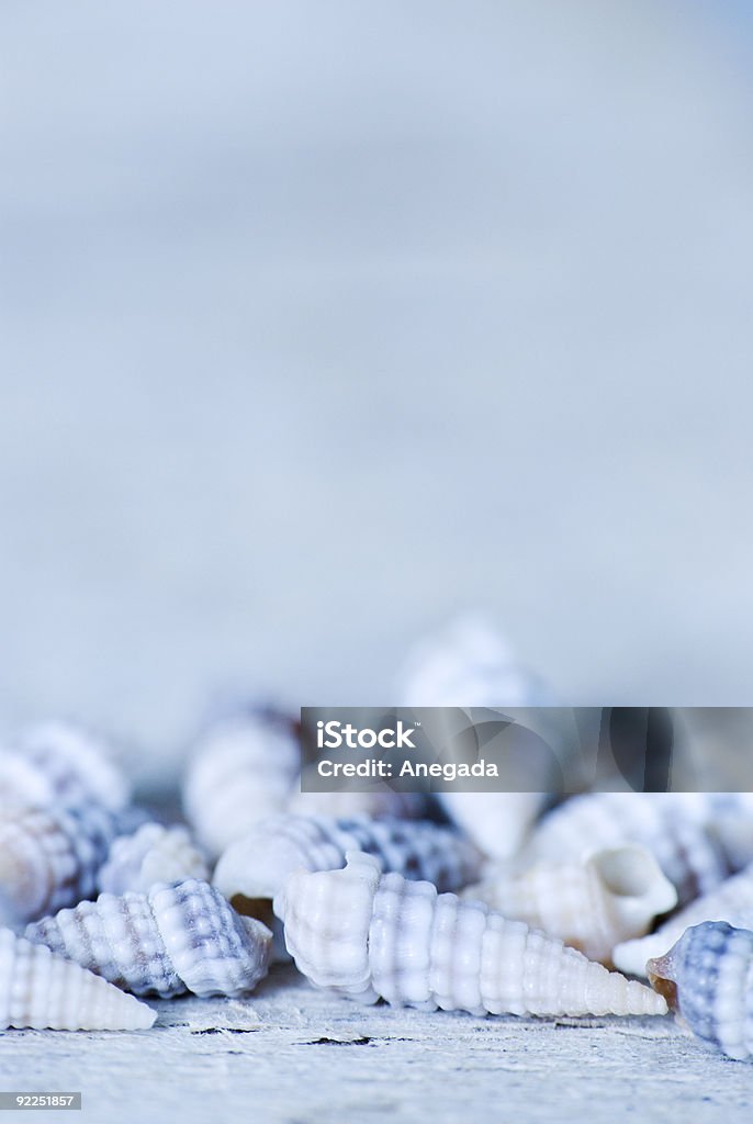 sea shells  Animal Shell Stock Photo